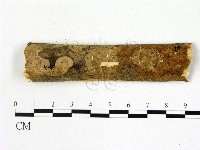 刺皮菌屬藏品圖，第1張