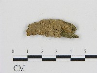 刺革菌屬藏品圖，第1張