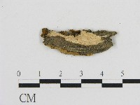 刺革菌屬藏品圖，第3張