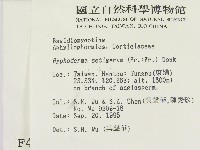 剛毛絲皮菌藏品圖，第2張