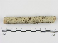 剛毛絲皮菌藏品圖，第1張