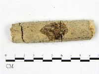 刺皮菌屬藏品圖，第1張