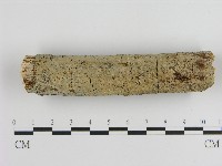 刺皮菌屬藏品圖，第1張