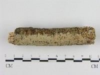 刺皮菌屬藏品圖，第3張