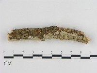 刺皮菌屬藏品圖，第3張