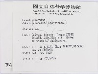 韌革菌屬藏品圖，第2張