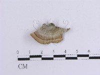 韌革菌屬藏品圖，第1張