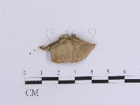 韌革菌屬藏品圖，第3張