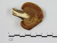 登錄號:F0004265藏品圖，第1張