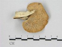 登錄號:F0004265藏品圖，第3張