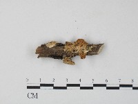 栓菌屬藏品圖，第1張