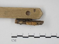 栓菌屬藏品圖，第3張