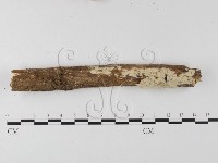 登錄號:F0004271藏品圖，第1張