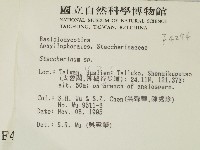 齒耳菌屬藏品圖，第2張
