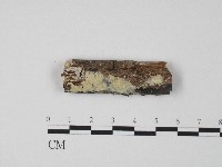 齒耳菌屬藏品圖，第1張