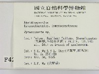 刺革菌屬藏品圖，第2張