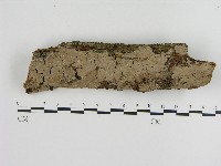 刺革菌屬藏品圖，第1張
