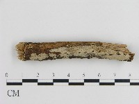 刺皮菌屬藏品圖，第1張