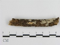 刺皮菌屬藏品圖，第3張