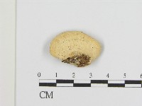 登錄號:F0004287藏品圖，第3張