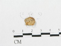 多孔菌屬藏品圖，第3張