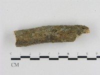 刺革菌屬藏品圖，第3張