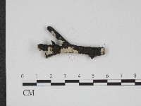 登錄號:F0004295藏品圖，第1張