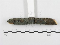 登錄號:F0004299藏品圖，第3張