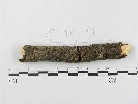 登錄號:F0004299藏品圖，第4張