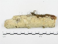 登錄號:F0004302藏品圖，第1張