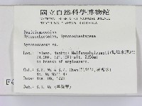 刺革菌屬藏品圖，第2張