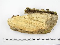 登錄號:F0004307藏品圖，第5張