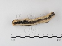 登錄號:F0004312藏品圖，第3張