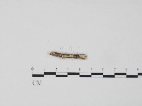 登錄號:F0004314藏品圖，第1張