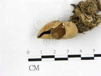 地星屬藏品圖，第1張