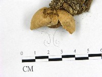 地星屬藏品圖，第3張