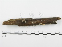 裂褶菌藏品圖，第3張