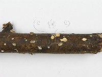 裂褶菌藏品圖，第4張