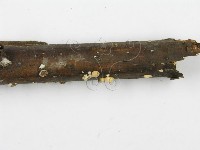 裂褶菌藏品圖，第5張