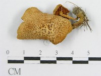 登錄號:F0004319藏品圖，第1張