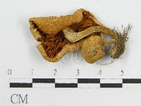 登錄號:F0004319藏品圖，第3張