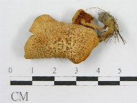 登錄號:F0004319藏品圖，第4張