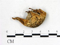 地星屬藏品圖，第1張