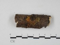 登錄號:F0004321藏品圖，第1張