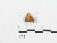 登錄號:F0004322藏品圖，第1張