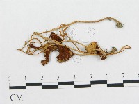 登錄號:F0004324藏品圖，第1張
