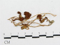 登錄號:F0004324藏品圖，第3張