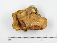 登錄號:F0004325藏品圖，第1張