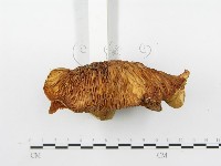 登錄號:F0004325藏品圖，第4張