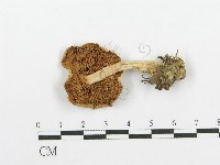 登錄號:F0004328藏品圖，第1張